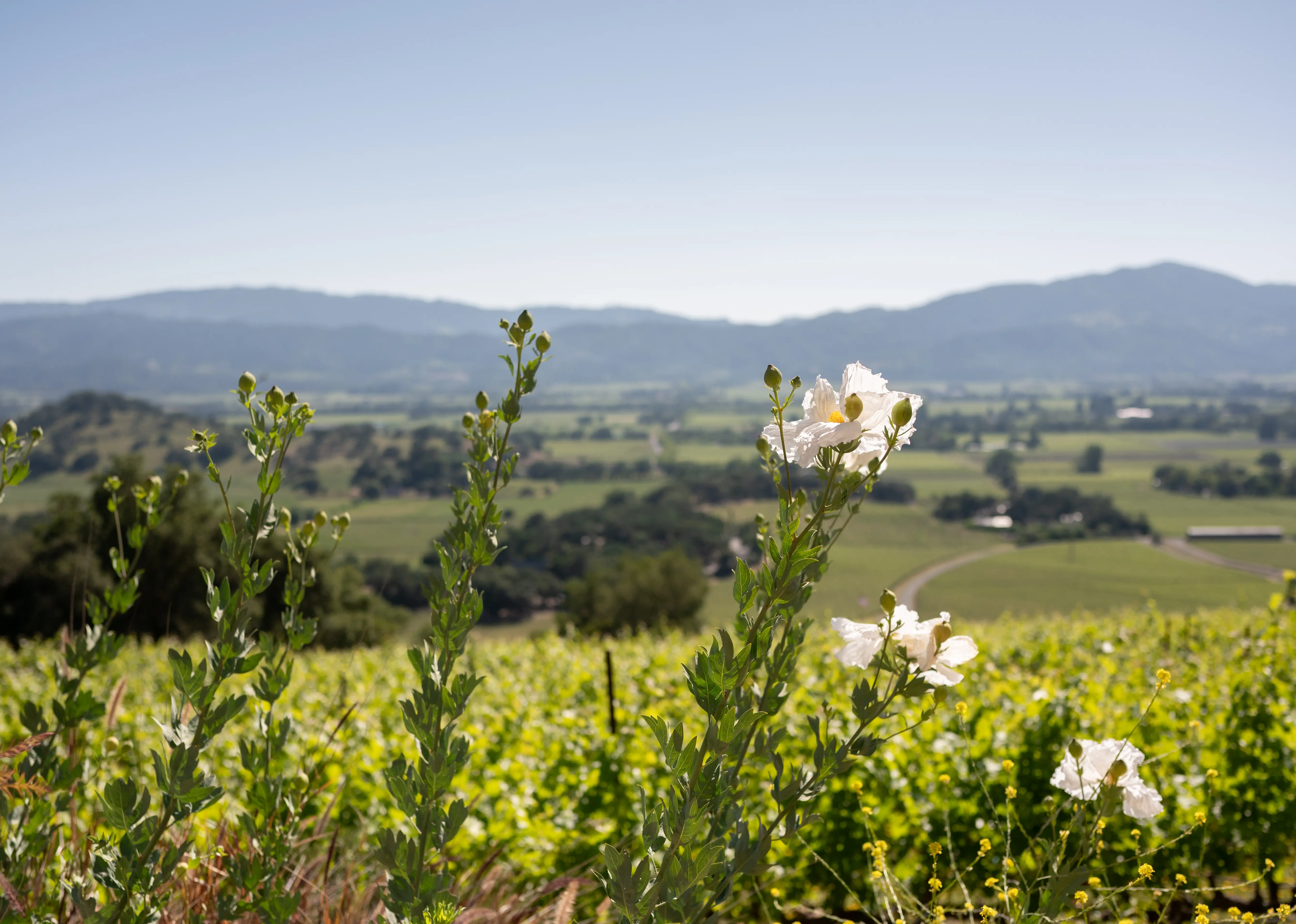 Napa Valley vineyards