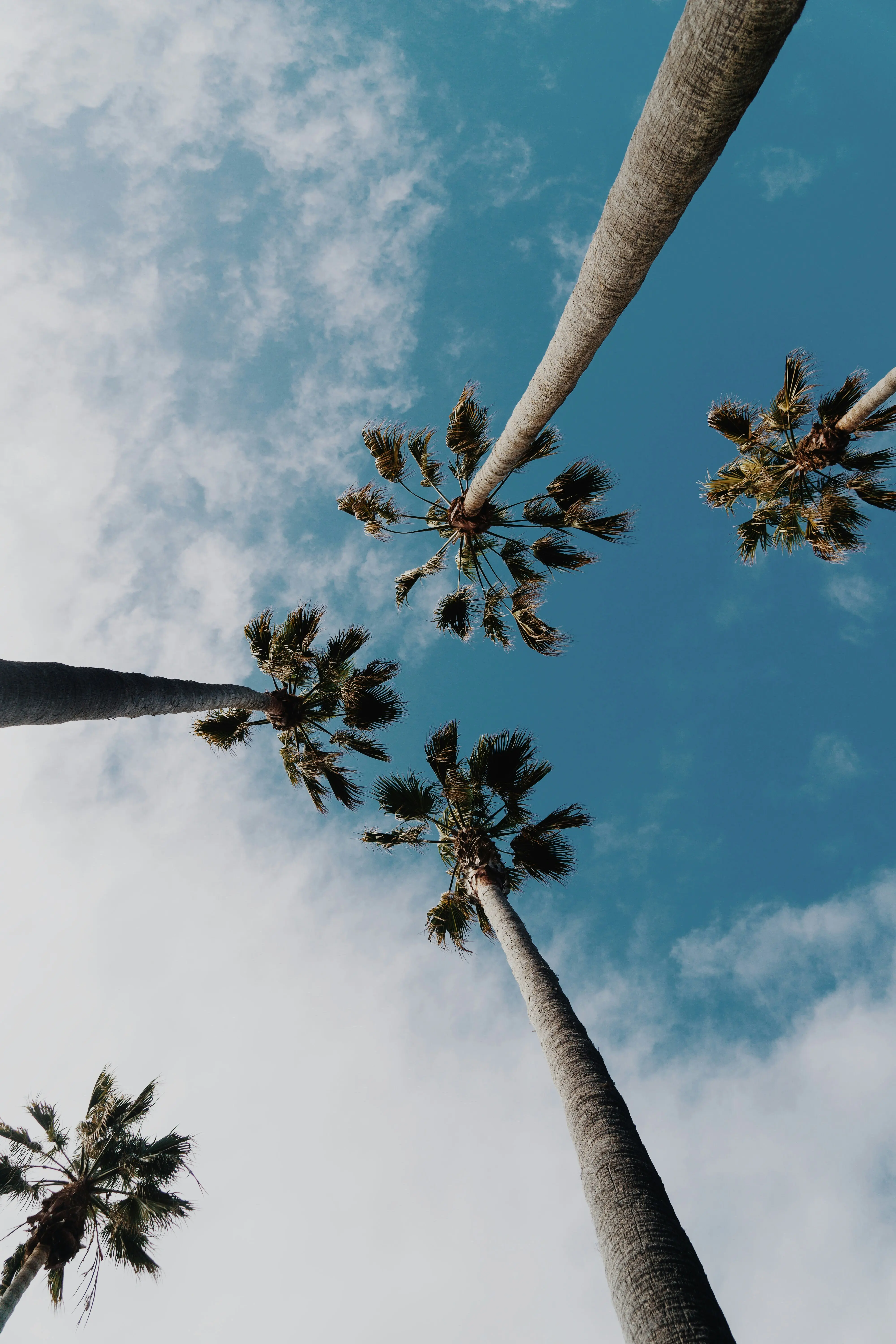Palm trees against a California sky